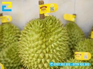 Dán cuống sầu riweng bằng decal nhựa sữa dính siêu chắc, không lo bong, rới tem