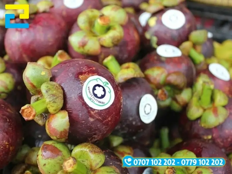 Ba vị trí dán tem thực tế gồm tem tròn dán trực tiếp lên quả măng cụt, tem nắp hộp và tem thùng carton xuất khẩu