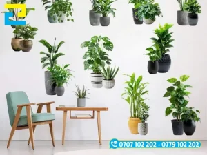 Hình 4: Mẫu decal cây xanh trang trí góc bàn học tập, làm việc.